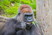 westlicher-flachlandgorilla.jpg?b=1&s=170x170&k=20&c=I_McUWTtzWgNt4odatDtet2RVM2adeDdSYnUC65CdVI=