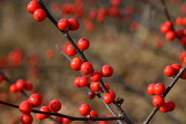 ilex verticillata o winterberry sotto il sole nebbioso in un giorno d'inverno. - multiple exposures foto e immagini stock