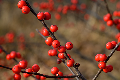 Ilex verticillata or winterberry in the hazy sun on a winter’s day. It is a species of holly native to eastern North America in the United States and southeast Canada, from Newfoundland to Ontario.
