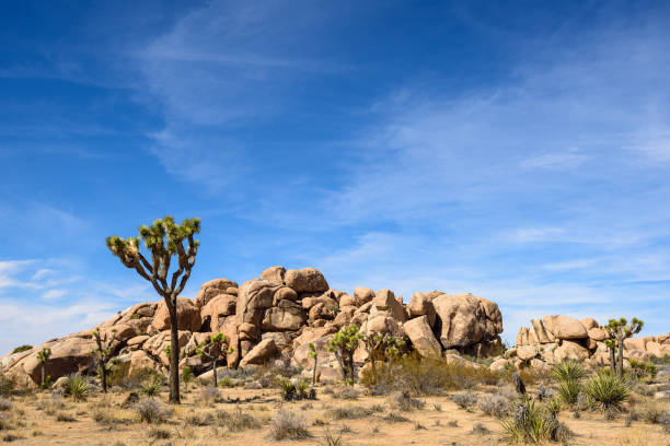 istock Joshua Tree National Park, Mojave Desert, California 1358313837