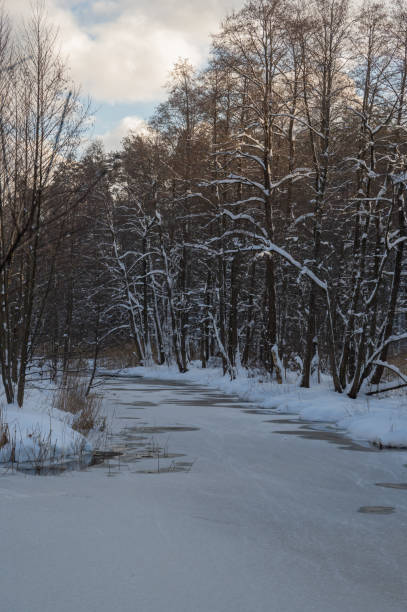 istock Partially frozen pond surrounded by white trees covered with fresh snow 1358313885