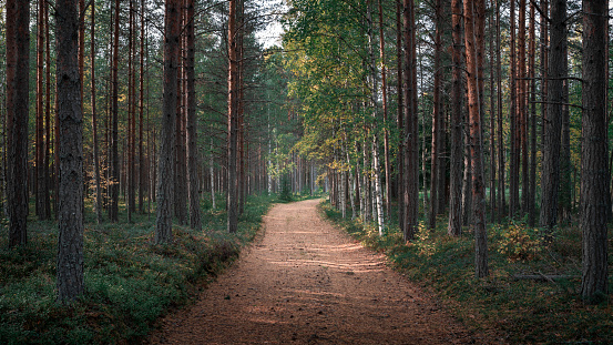 Bosque con sendero en el lago Siljan en Dalarna, Suecia photo
