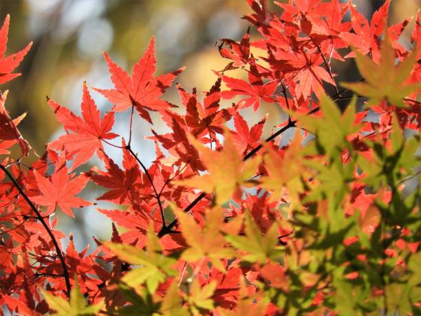 楓 - japanese maple leaf autumn abstract ストックフォトと画像