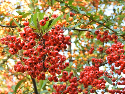 Pyracantha