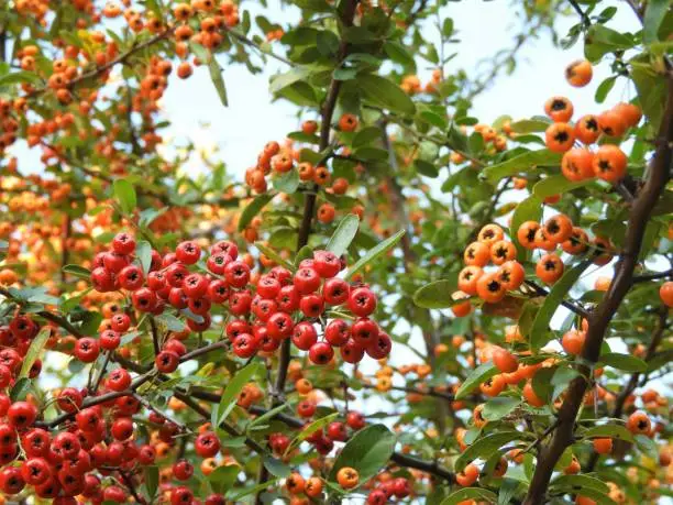 Photo of Pyracantha