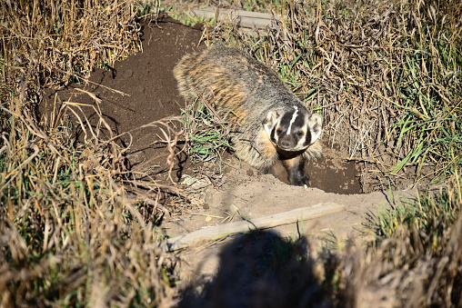 A badger digs with its claws looking for prey during autumn in Grand Teton National Park.