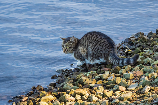 Grey tabby and white cat drinking water outdoors, sitting on the pebble shore.