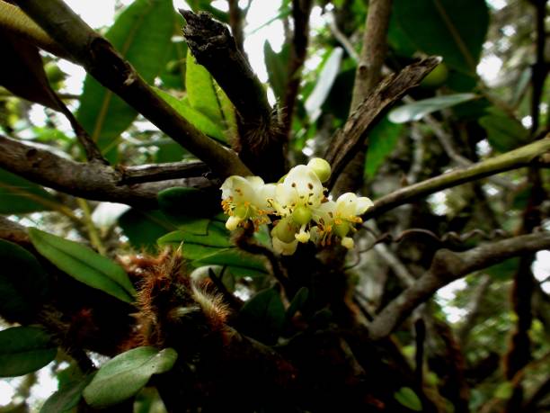 istock plant calophyllum brasiliense cambess - guanandi 1358321372