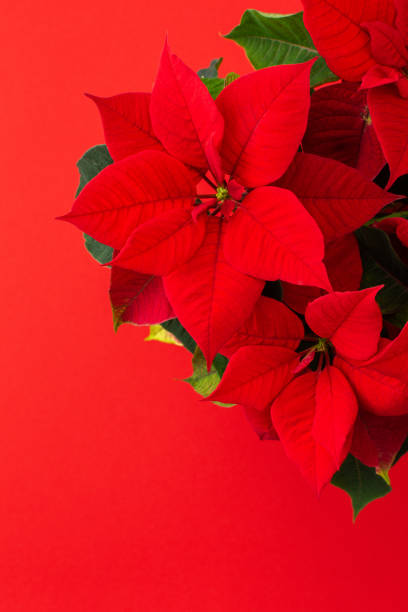 рождественский цветок пуансеттия крупным планом - flower head poinsettia euphorbiaceae leaf стоковые фото и изображения