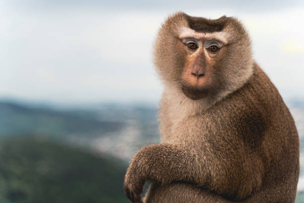 istock beautiful pig-tailed macaque (Macaca nemestrina) in Thai forest 1358325802