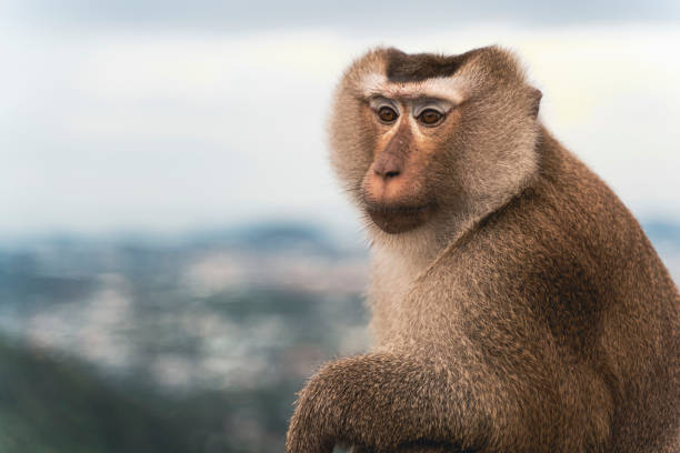 istock beautiful pig-tailed macaque (Macaca nemestrina) in Thai forest 1358325804
