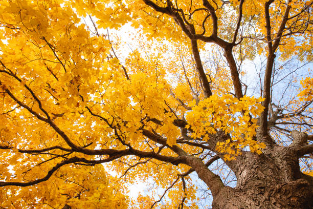 istock Looking up through branches of tree at yellow autumn leaves. 1358325816