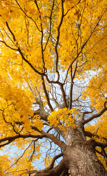 istock Looking up through branches of tree at yellow autumn leaves. 1358325817