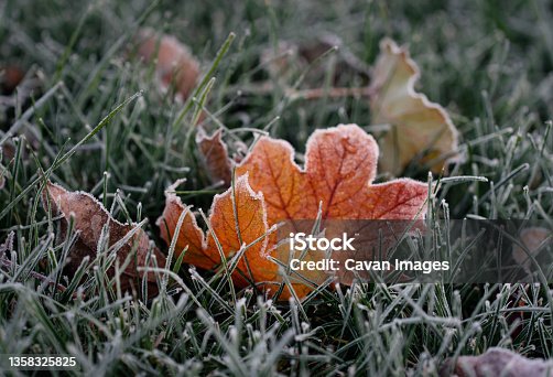istock Close up of colorful autumn leaves covered in frost on the grass. 1358325825