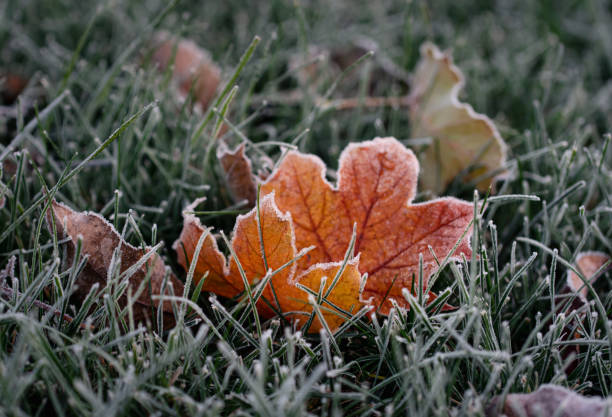 Close up of colorful autumn leaves covered in frost on the grass. stock photo