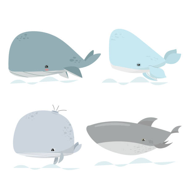 illustrations, cliparts, dessins animés et icônes de baleines mignonnes. animaux marins, baleines bleues sous-marines, icônes pour enfants pour autocollants, baby shower, livres. - individual event