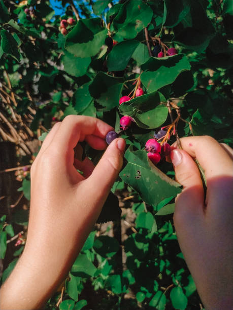 手は夏のクローズアップで枝から熟したイルガフルーツを選ぶ - shadberry ストックフォトと画像