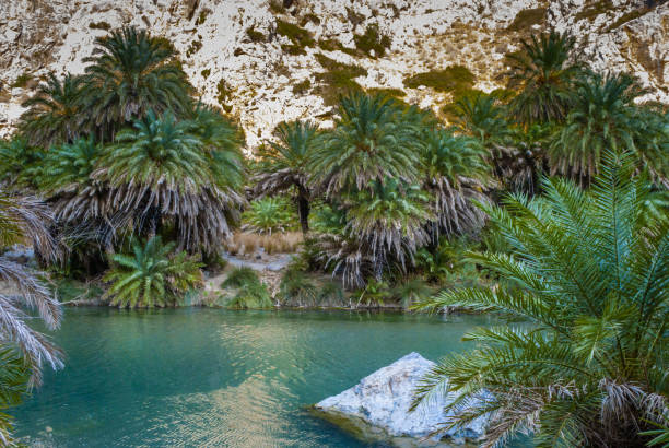 rio, palmeiras contra as montanhas, preveli, creta, grécia - krete - fotografias e filmes do acervo