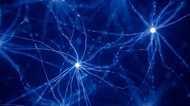 модель нейронной клеточной сети - nerve cell brain human cell human nervous system стоковые фото и изображения
