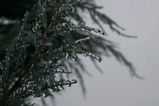 Photo of Evergreen coniferous twig covered with ice.