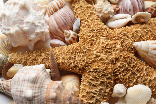istock Composition with starfish and beautiful seashells as background, closeup 1358329821