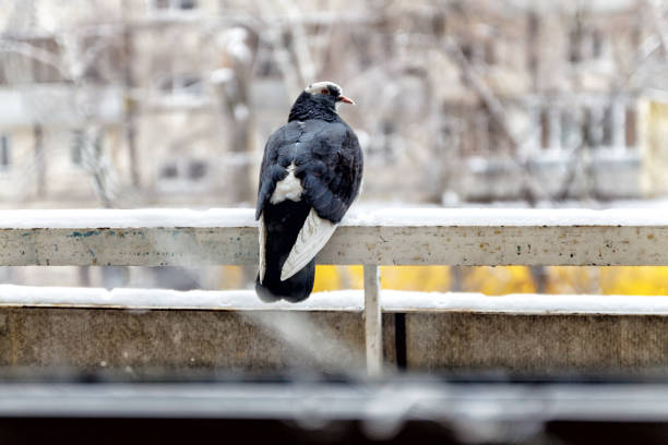 pigeon sitting on a snow fence.