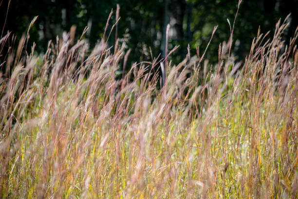 высокая трава - grass tall timothy grass field стоковые фото и изображения