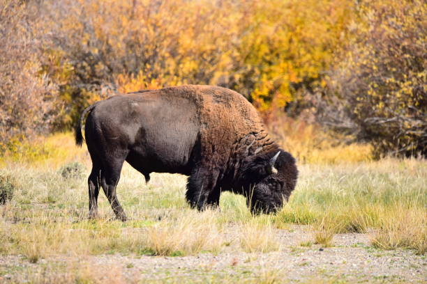 istock Male American Bison 1358331254