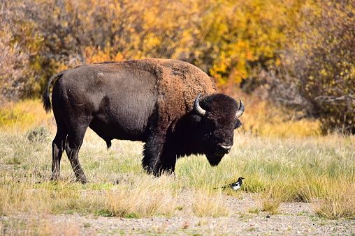 Bull Bison at sunrise. Genetically Pure Wild Bison in Colorado. Bull bison grazing on the prairie.