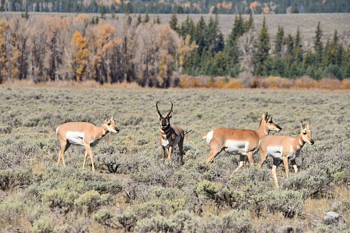 A male pronghorn is alert while others move through a field with autumn colors in Grand Teton National Park.