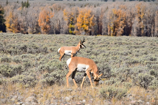 A female pronghorn feeds in a field with autumn colors while a male stays alert in Grand Teton National Park.