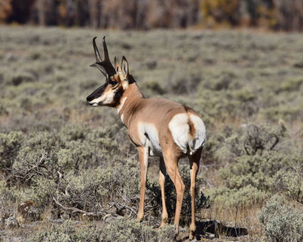 istock Male Pronghorn and Sage 1358331447