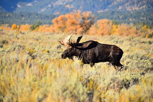 A bull moose walks through a meadow with autumn colors in Grand Teton National Park.