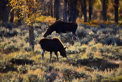 A moose calf and cow feed on vegetation on a cold autumn morning in Grand Teton National Park.