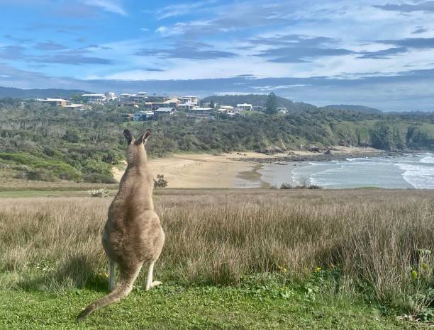 istock Wild Kangaroo looking out to Sea 1358332162