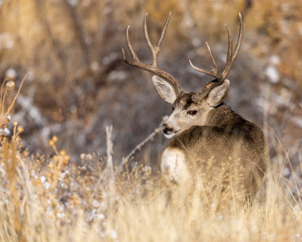 istock Colorado mule deer buck 1358335763