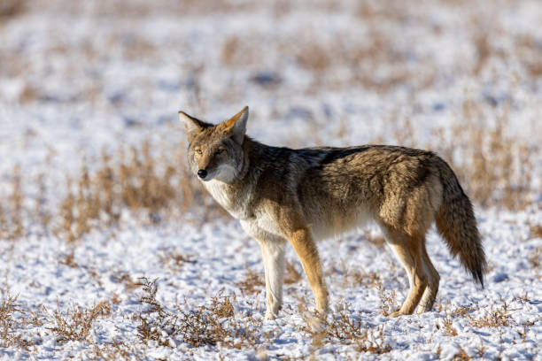 istock Western coyote looking for a meal 1358335769