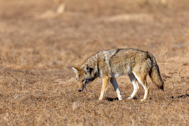 istock Western coyote looking for a meal 1358335818