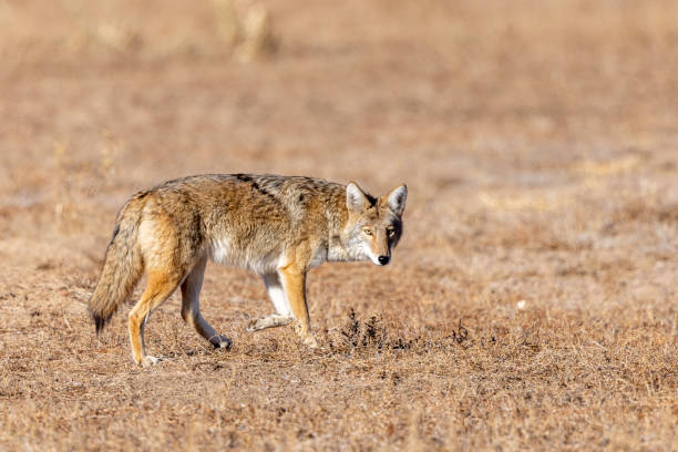 istock Western coyote looking for a meal 1358335821