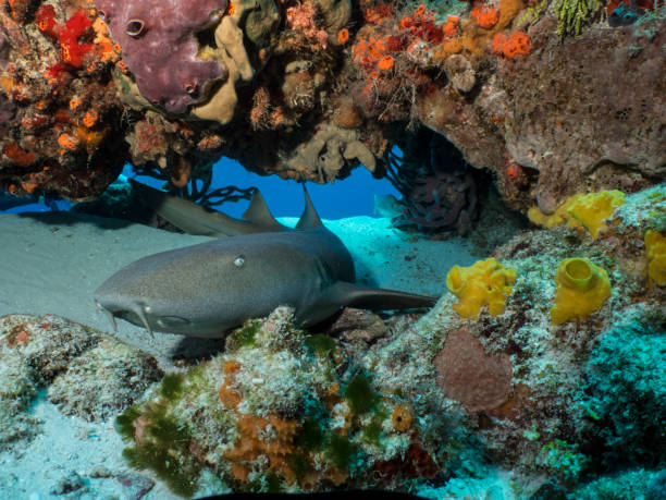 A nurse shark in a colorful cave in Cozumel, Mexico