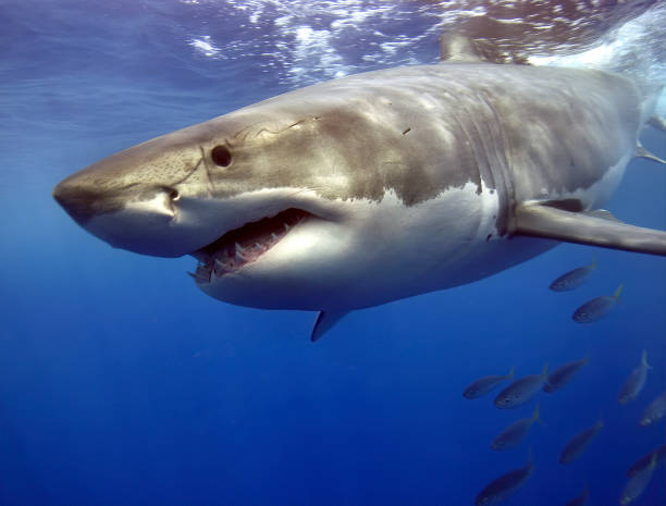 Great White Shark swimming fast Great White shark swimming quickly on the surface animals attacking stock pictures, royalty-free photos & images
