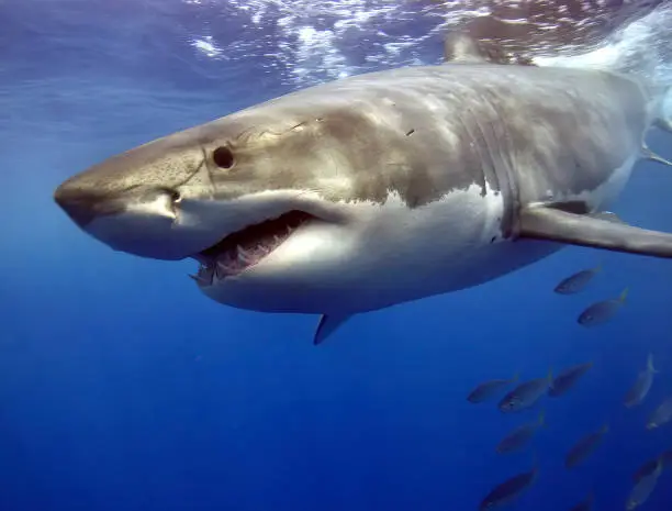 Photo of Great White Shark swimming fast