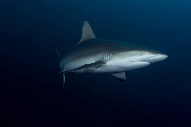 shark gliding in blue - tubarão cinzento dos recifes imagens e fotografias de stock