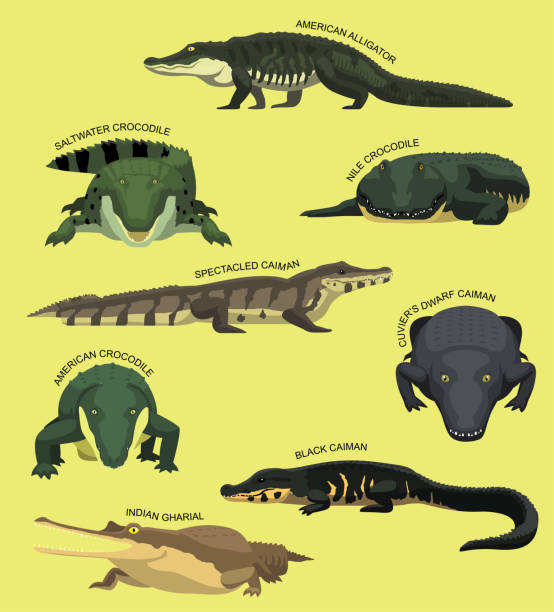 89 Salt Water Crocodile Illustrations & Clip Art - iStock | Poison dart frog