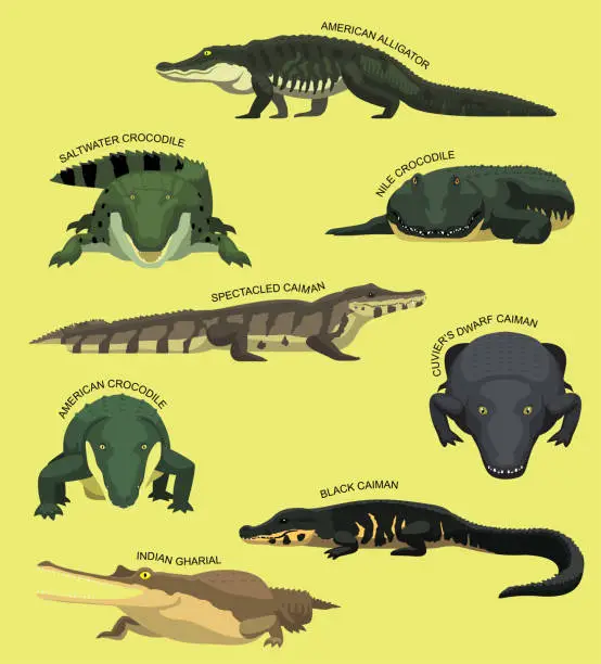 Vector illustration of Crocodile Set With Names Cartoon Vector Illustration