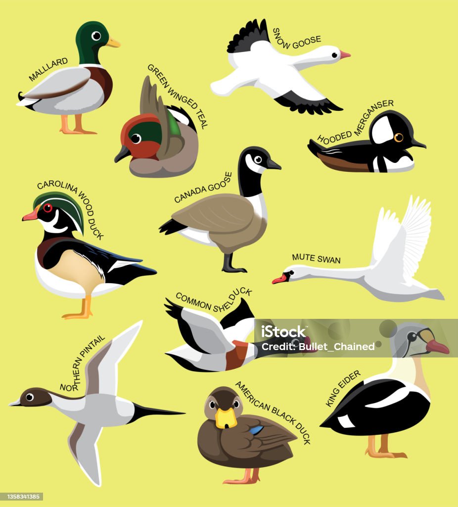 Vịt Hoang Dã Hoa Kỳ Đặt Với Tên Minh Họa Vector Hoạt Hình Hình ...