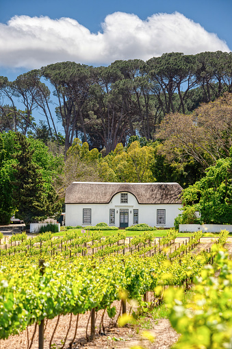 Stellenbosch, South Africa - October 30, 2012: The Oude Libertas vineyard and Cape Dutch homestead in Stellenbosch in the Western Cape, South Africa.