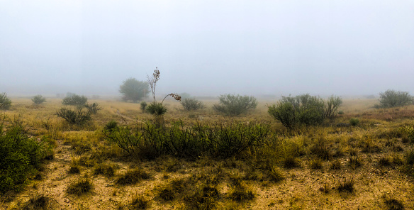 West Texas Grasslands in Fog