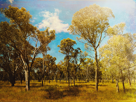 My original landscape photo of Eucalyptus trees, grasses and a blue Summer sky has been transformed using the Mextures app to give a vintage feel to the image.