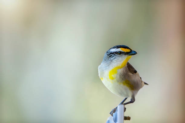 pardalote stretto (pardalotus striatus) - straited foto e immagini stock